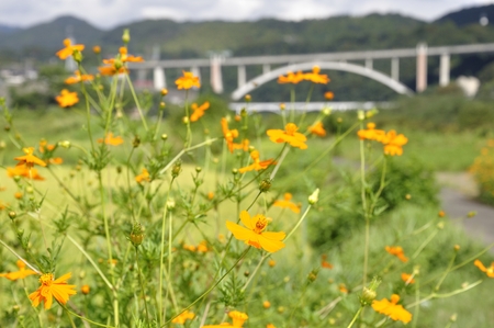 Cosmos sulphureus and kodomonokuni theme parkの写真素材