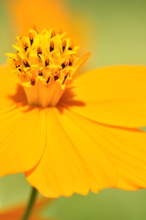 Cosmos sulphureusの写真素材