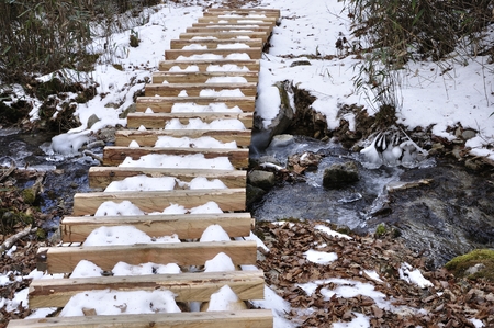 Walkway of snow in the swampの写真素材
