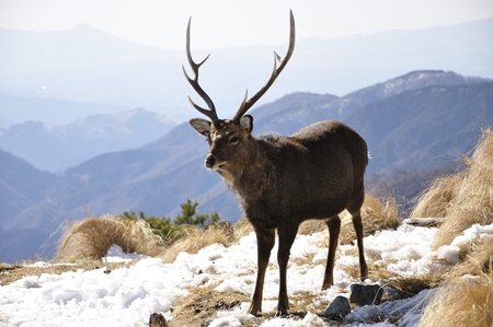 Sika deerの写真素材