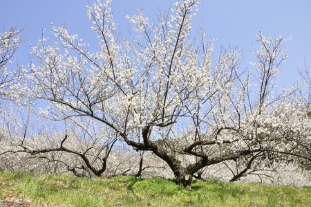 Plum treeの写真素材