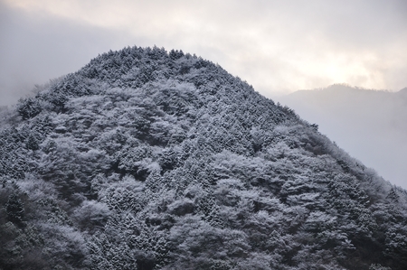 In the tanzawa mountains April fogの写真素材