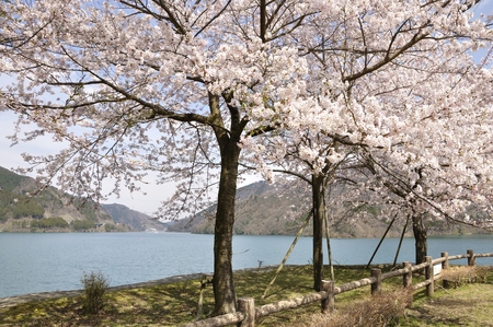 Spring Lake miyagaseの写真素材