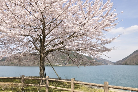 Spring Lake miyagaseの写真素材