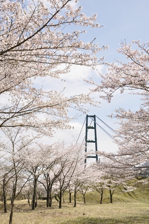 Palace months KH lakeside blooming cherry blossoms in full bloomの写真素材