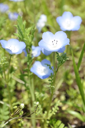 Nemophilaの写真素材