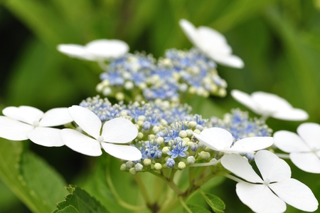 Hydrangea Beach poemsの写真素材