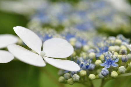 Hydrangea Beach poemsの写真素材