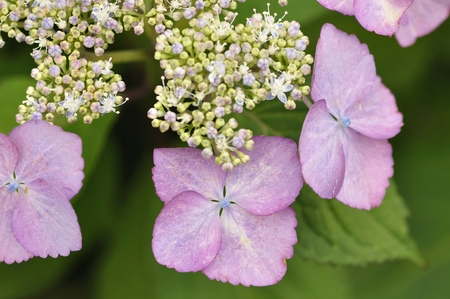 Lady dogwoodの写真素材