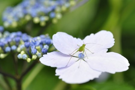 Mikanbagaquadisayの写真素材