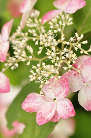 Clancyの写真素材