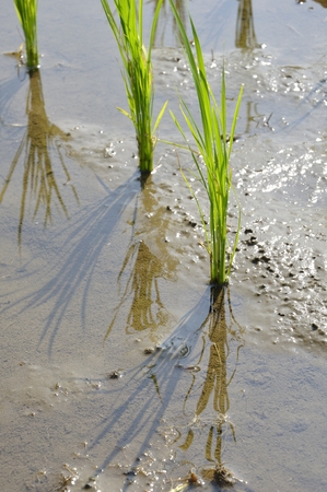 Fields of summer's riceの写真素材