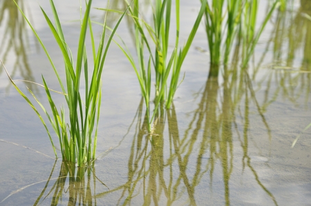 Fields of summer's riceの写真素材