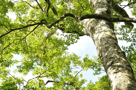 Green of the Fagus crenata forest in tanzawa range
