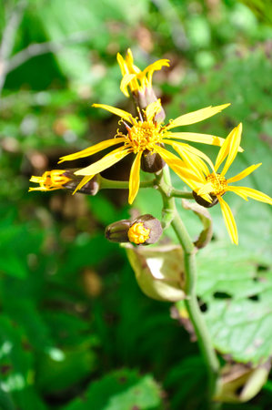 Malbadakebkiの写真素材