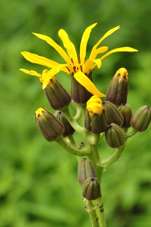 Malbadakebkiの写真素材