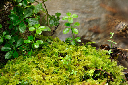 Aquatic plants for water conservation forest