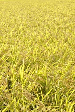 Ear croppingの写真素材