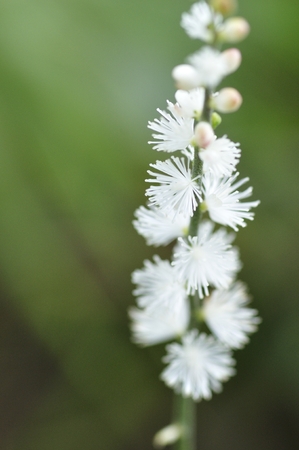 Inutioumaの写真素材