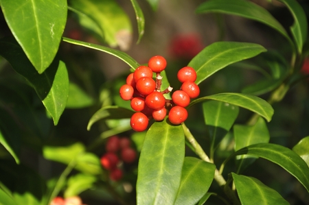 My schimi realの写真素材