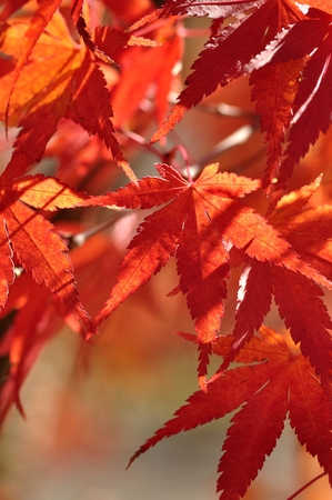 Red Maple Leafの写真素材