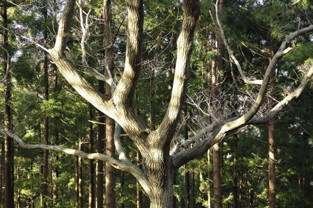Winter oak