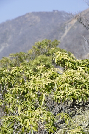 Pieris and Tower-Mt.の写真素材