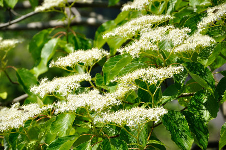 Mizuki's flower  Spring full bloomの写真素材