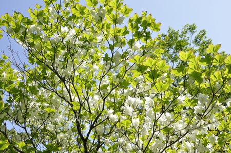 White flower of a Palm Ocean Azaleaの写真素材