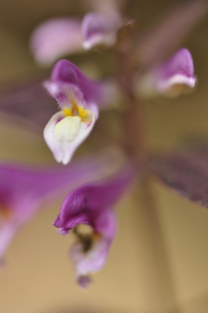 Miyama Mama Connaの写真素材