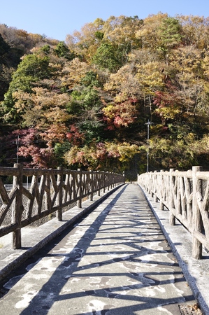 Autumn broom swamp Park bridgeの写真素材