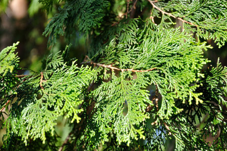 Needles of Chamaecyparis obtusa