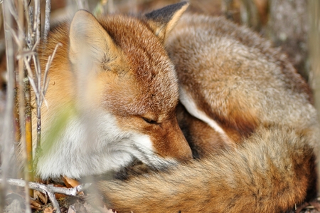 Red Foxの写真素材