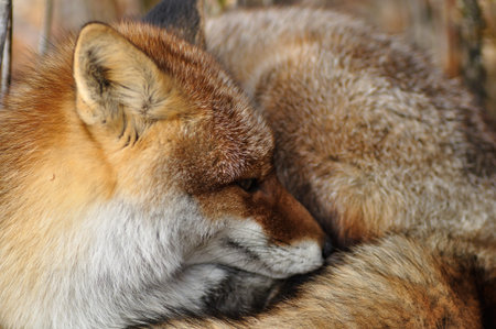 Red Fox