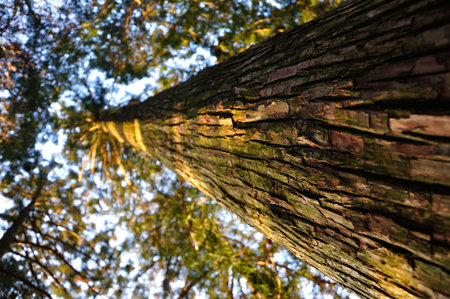 Forest Sun reflection