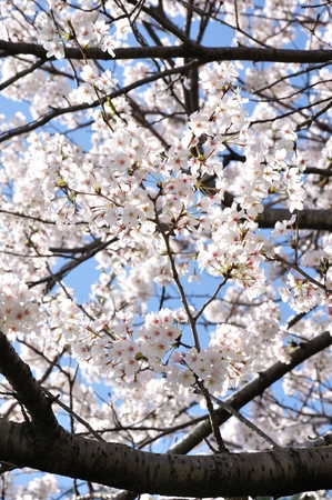 Sakuraの写真素材