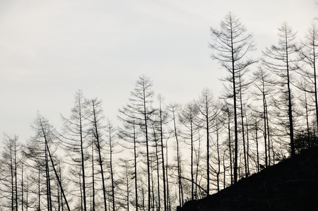 Forest on the edgeの写真素材