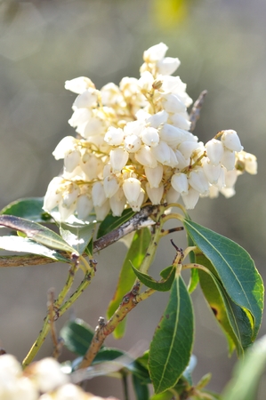 Pieris japonicaの写真素材