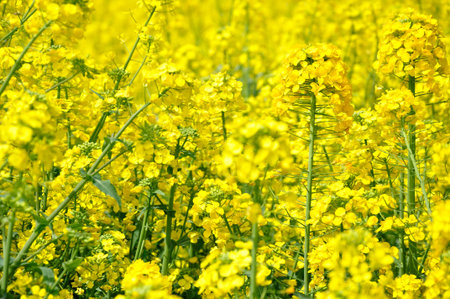 Rape blossoms on sunny day
