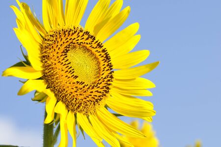 Sunflowerの写真素材