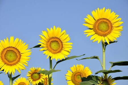 Sunflowerの写真素材