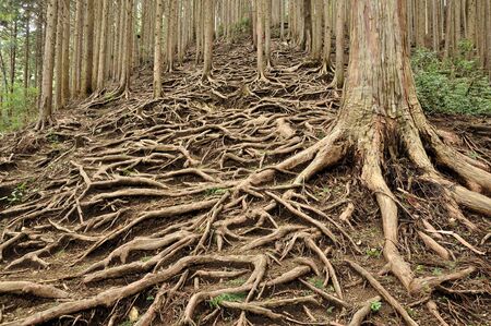 Root Forestの写真素材