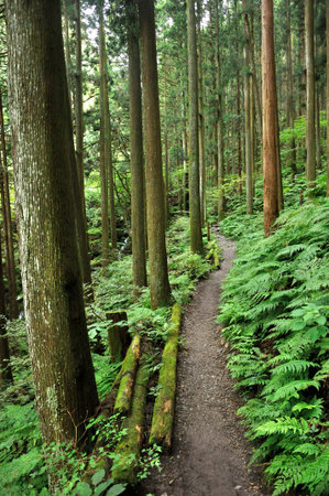 The mountain path of The Barno ori yama