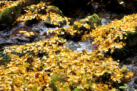 Ginkgo leaf fills the river