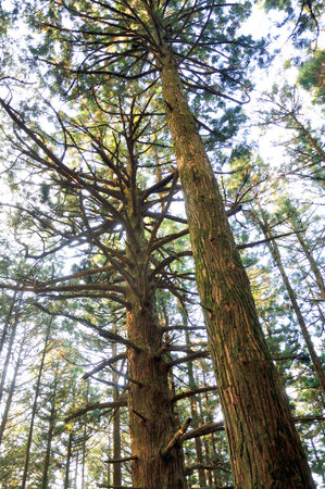 Omotesando Forest of Mt. Takeko