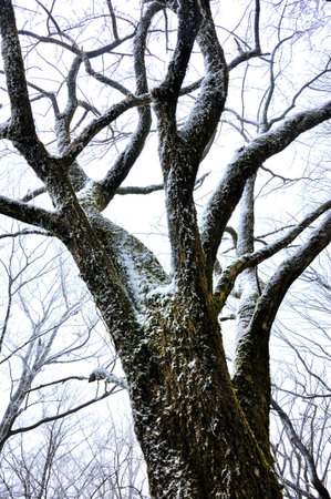 Winter view of Mt. Tanzawa
