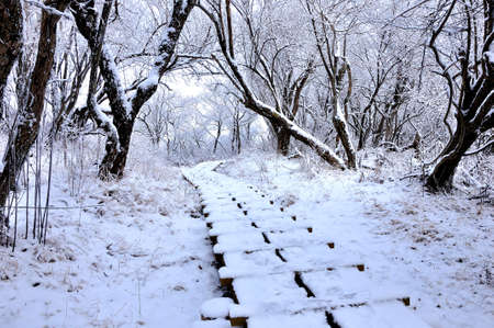 Tanzawachi Snow Surface Ridge Sannotoda Tree Pathの写真素材