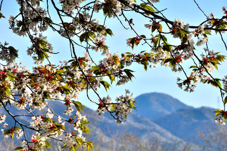 Mt. Gomi viewed from Yamanakako village panorama stand where yamazakura blooms
Panoramadai is an...