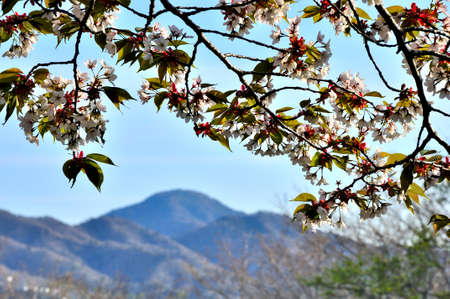 Mt. Gomi viewed from Yamanakako village panorama stand where yamazakura blooms
Panoramadai is an observation deck and parking lot located on the way from Lake Yamanaka on the Yamanakako Koyama Line on Prefectural Road No. 730 to Mikuni Pass. Selected as fuji eight views, it is a famous place as a viewpoint of Mt. Fuji. On a clear day, there are many people who park their cars in the parking lot and enjoy the superb view of Mt. Fuji and Lake Yamanaka. On sunny days of the holidays, street parking becomes conspicuous due to the small number of parking spaces.の写真素材