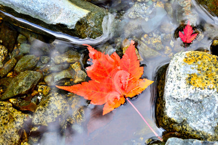 Yokizawa in Nishitanzawa Autumn leaves of Kominekaede floating on the surface of the riverの写真素材